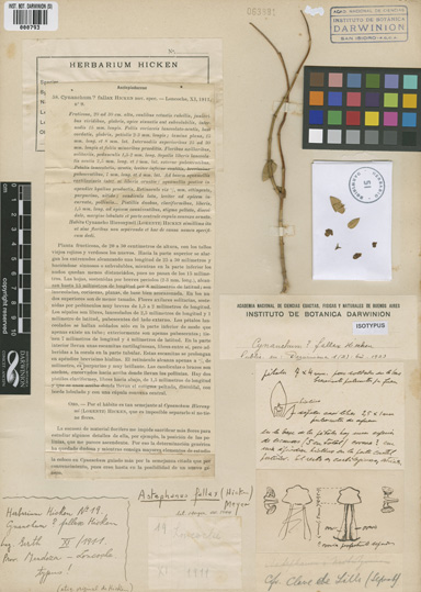 Tipo Cynanchum fallax